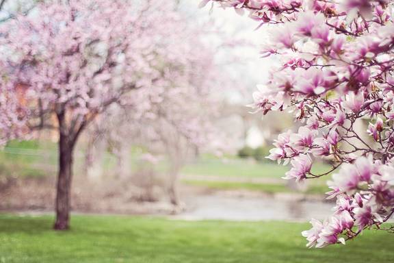 Blüten Frühling