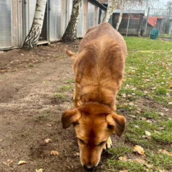 Strießener Fundhund strie ener fundhund